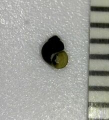 Pyrgulopsis