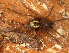 Amaurobius fenestralis