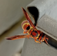 Euodynerus pratensis