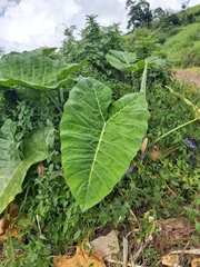 Xanthosoma sagittifolium