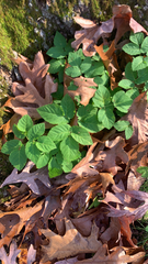 Aegopodium podagraria