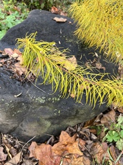 Amsonia hubrichtii