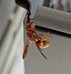 Euodynerus pratensis