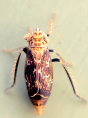 Errastunus ocellaris