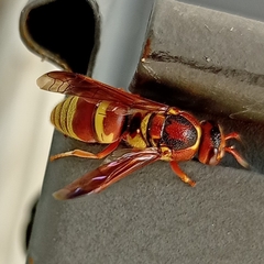 Euodynerus pratensis