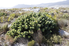Mimetes fimbriifolius