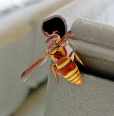 Euodynerus pratensis