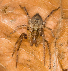 Anyphaena accentuata