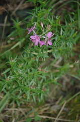 Chamaenerion colchicum