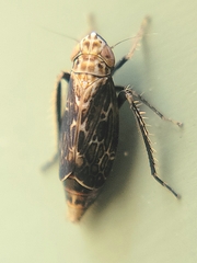Errastunus ocellaris