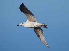Larus marinus