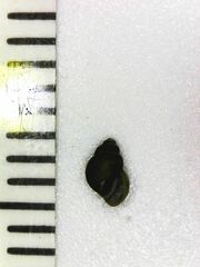 Pyrgulopsis