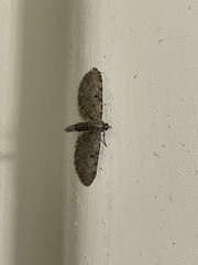 Eupithecia