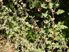 Sphaeralcea bonariensis
