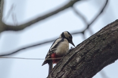 Dendrocopos major