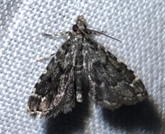 Sufetula carbonalis