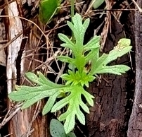 Leucospora multifida