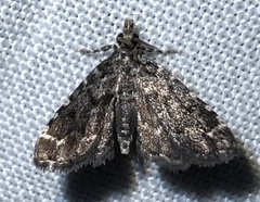 Sufetula carbonalis