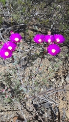 Lampranthus emarginatus