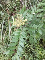 Zanthoxylum piperitum
