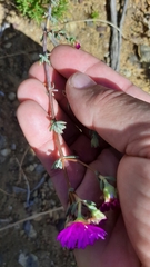 Lampranthus emarginatus
