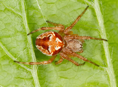 Araneus sturmi