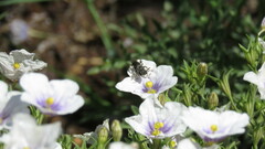 Chalepogenus nigripes