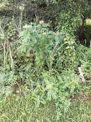 Zanthoxylum piperitum