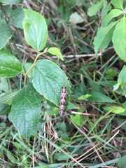 Stenopsyche marmorata