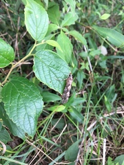 Stenopsyche marmorata