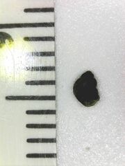 Pyrgulopsis