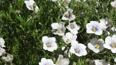 Chalepogenus nigripes