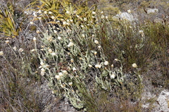 Syncarpha speciosissima