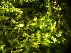 Mniaceae