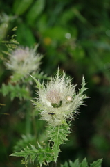 Cirsium obvallatum