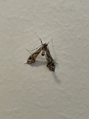 Lineodes