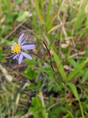 Ionactis linariifolia