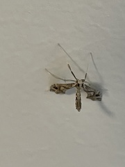 Lineodes