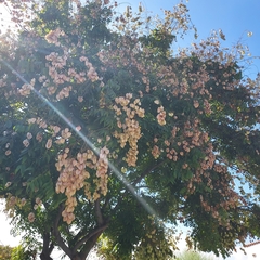 Koelreuteria bipinnata