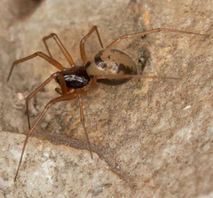 Bathyphantes nigrinus