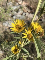Helianthus maximiliani