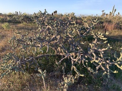 Cylindropuntia cholla