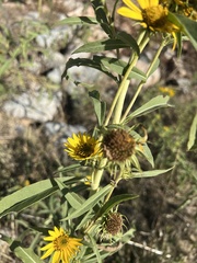 Helianthus maximiliani