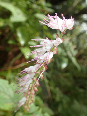 Collinsonia macrobracteata