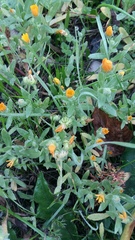 Calendula arvensis