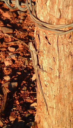 Urosaurus ornatus