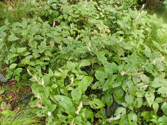 Collinsonia macrobracteata