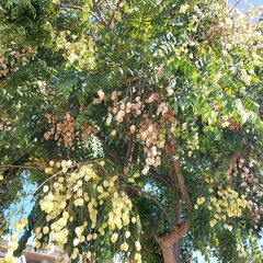 Koelreuteria bipinnata