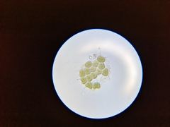Pseudopediastrum