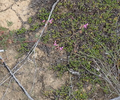 Pelargonium multicaule multicaule